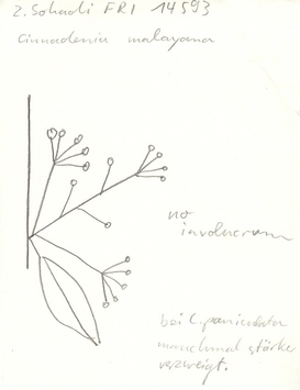 Vorschaubild Cinnadenia malayana Kosterm.